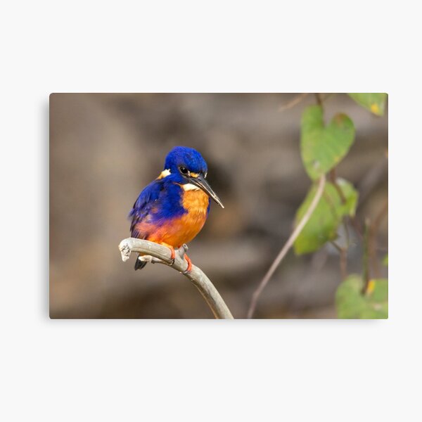 Azure Kingfisher, Kakadu National Park Metal Print
