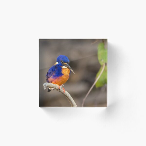 Azure Kingfisher, Kakadu National Park Acrylic Block