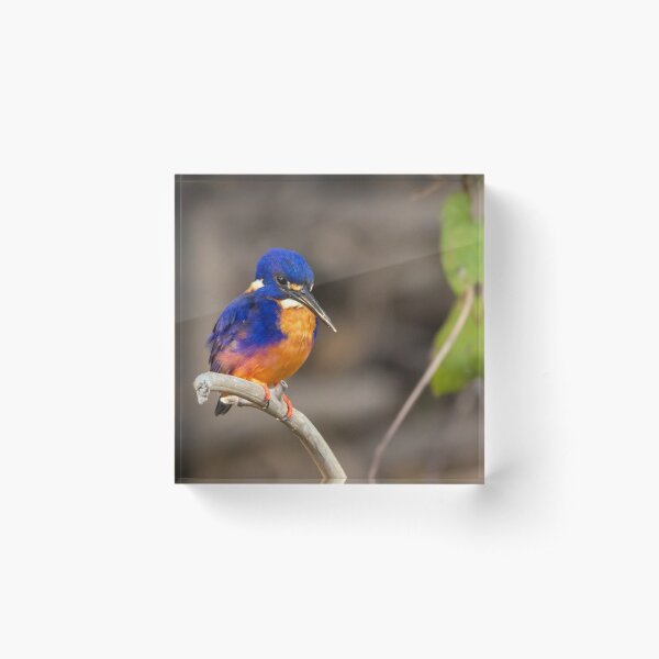 Azure Kingfisher, Kakadu National Park Acrylic Block