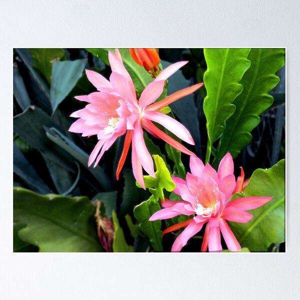 Epiphyllum - Orchid Cactus Poster
