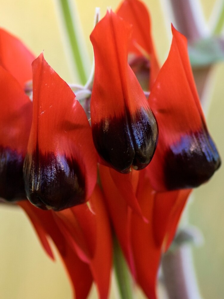 Sturt's Desert Pea, Alice Springs by AndrewGoodall