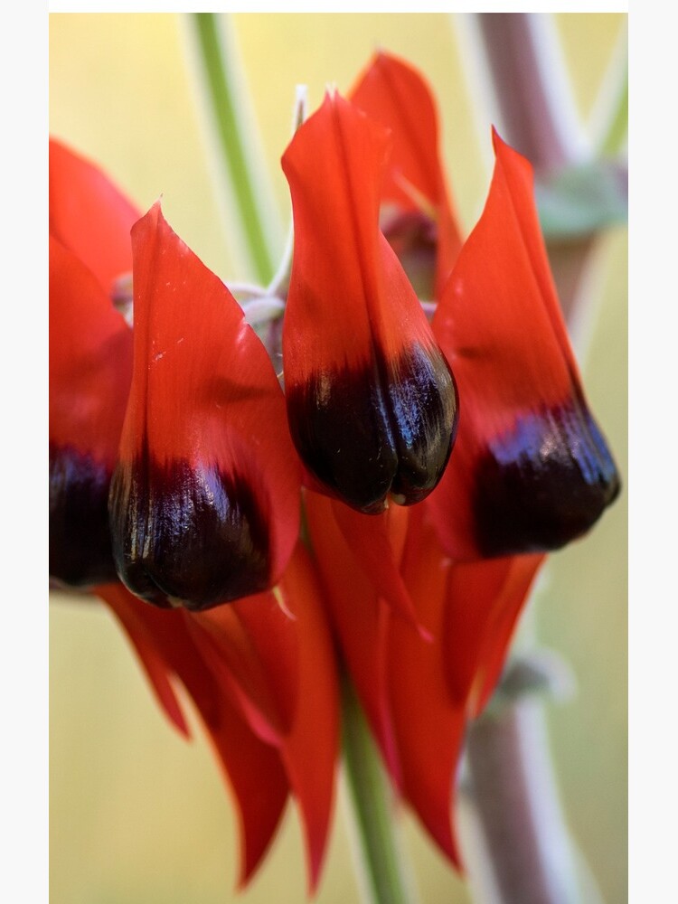 Sturt's Desert Pea, Alice Springs by AndrewGoodall