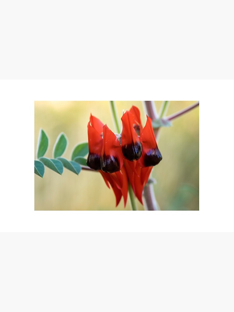 Sturt's Desert Pea, Alice Springs by AndrewGoodall