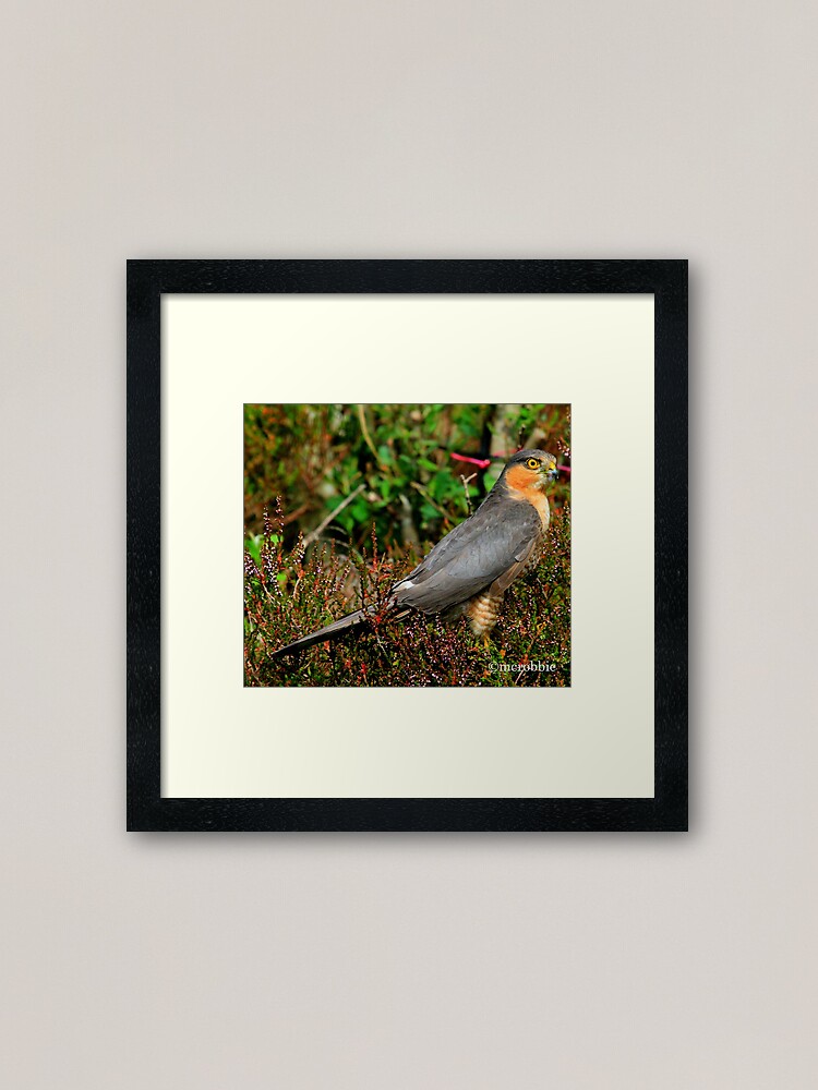 Alternate view of Sparrowhawk Framed Art Print