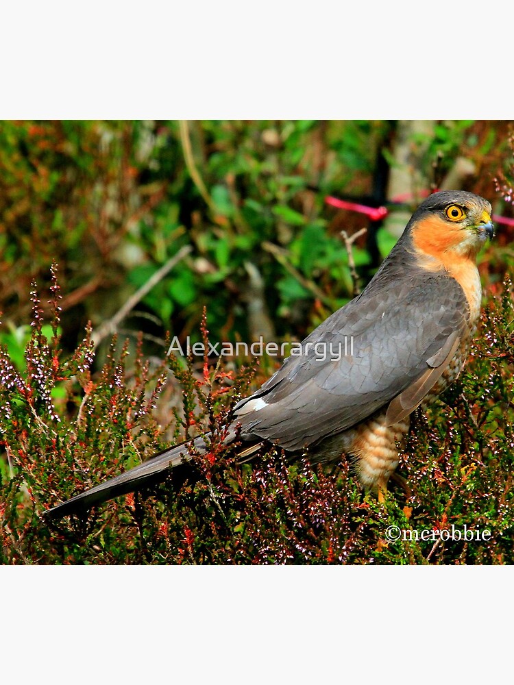 Sparrowhawk by Alexanderargyll