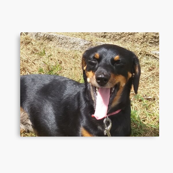 Chiweenie Love, Cute Chiweenie Image Canvas Print
