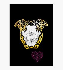 Pit Bull Skull - Gold Photographic Print