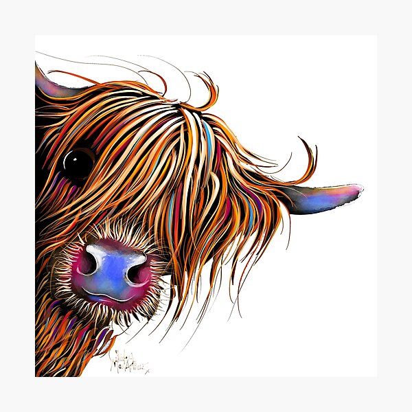 HiGHLaND CoW PRiNT SCoTTiSH ' SuGaR LuMP ' BY SHiRLeY MacARTHuR Photographic Print