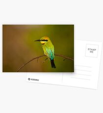 Rainbow Bee Eater, Northern Territory Postcards