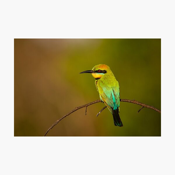 Rainbow Bee Eater, Northern Territory Photographic Print