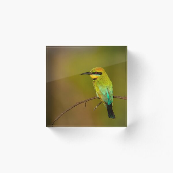Rainbow Bee Eater, Northern Territory Acrylic Block