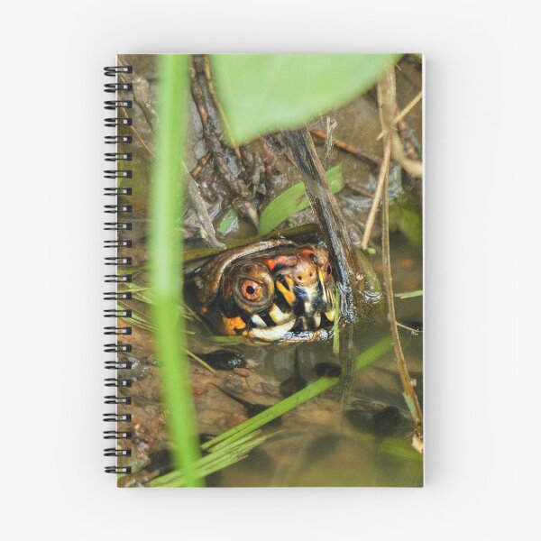 Item preview, Box Turtle and Tadpoles designed and sold by Frankie Cat Photography.