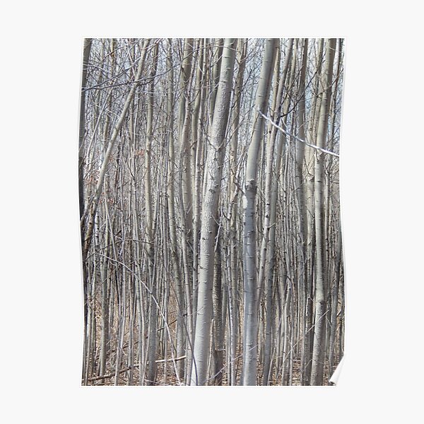 Birches Poster