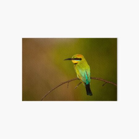 Rainbow Bee Eater, Northern Territory Art Board Print