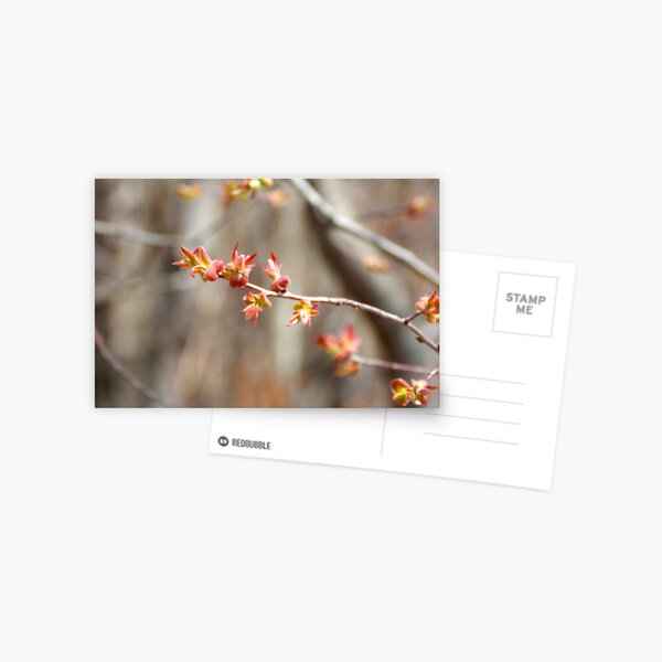 Rose on the Wood Postcard