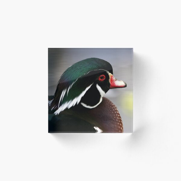 Wood Duck Acrylic Block
