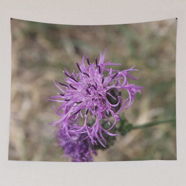 Item preview, Photograph Closeup of a blossoming cornflower designed and sold by PM-Artistic.