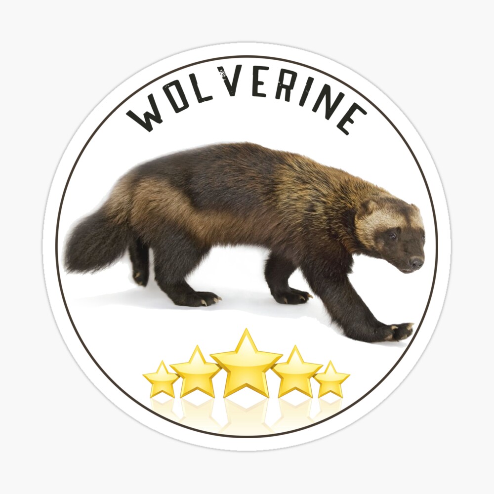 Wolverine T Shirt And Sticker Gulo Gulo Gulo Or Glutton And Carcajou Skunk Bear Quickhatch Wolverine Dangerous Wild Animal Shirt And Sticker Mini Skirt By Rachimariposa Redbubble