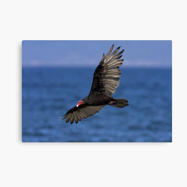 Turkey Vulture Canvas Print