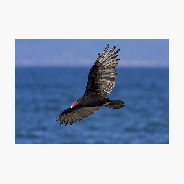 Turkey Vulture Photographic Print