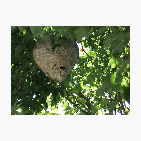 Artikelvorschau, Bee hive #2 entworfen und verkauft von cdcantrell.