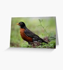 American Robin Greeting Card