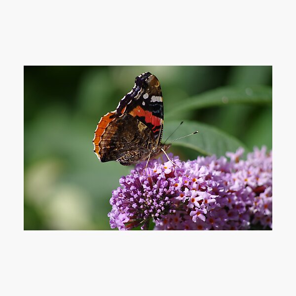 Red Admiral Butterfly Photographic Print