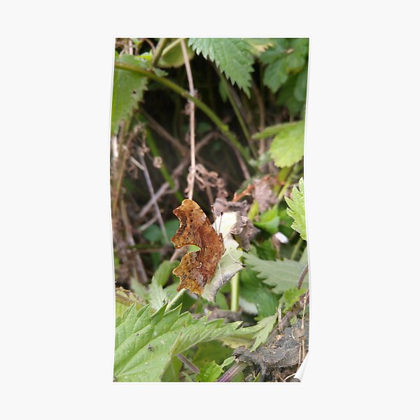 Comma Butterfly Poster
