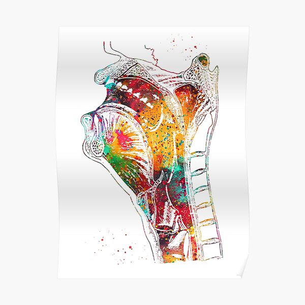 Anatomie tête et cou Poster