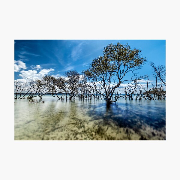 Mangrove paradise Photographic Print