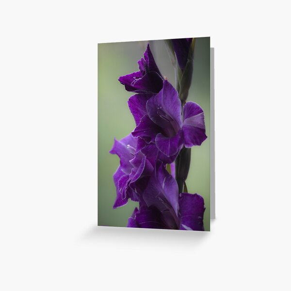 How does velvet feel like? ... ♡‿♡...."Dancing With Tears In My Eyes" . by Andrew (Brown Sugar) . Gladiolus Blue Isle ! Views (848) Super Ok! Fresh !!! Featured ! Greeting Card