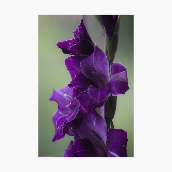How does velvet feel like? ... ♡‿♡...."Dancing With Tears In My Eyes" . by Andrew (Brown Sugar) . Gladiolus Blue Isle ! Views (848) Super Ok! Fresh !!! Featured ! Photographic Print