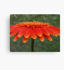The Orange Umbrella. Canvas Print