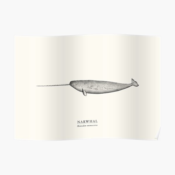 Narwhal Poster