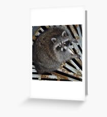 Raton laveur Carte de vœux
