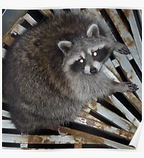 Raccoon Poster