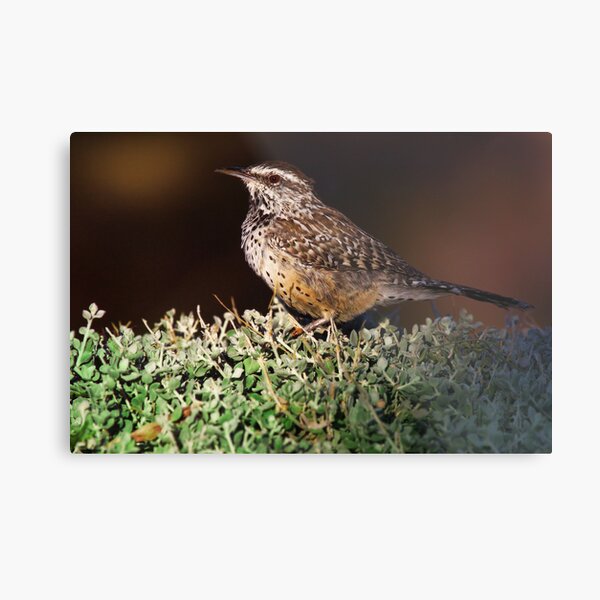 Cactus Wren - Madera Canyon, Arizona Metal Print