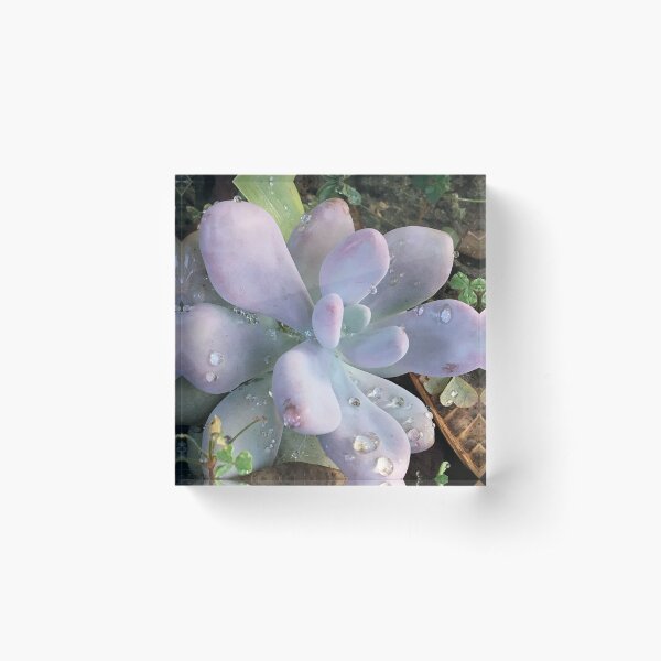 Item preview, Succulent #2 in morning dew designed and sold by BrieCreative65.
