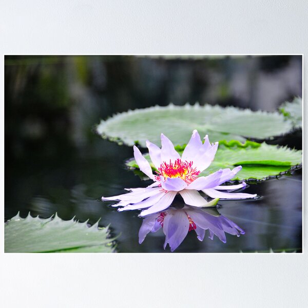 Item preview, Kew Gardens, 3 designed and sold by Pat Shawyer.