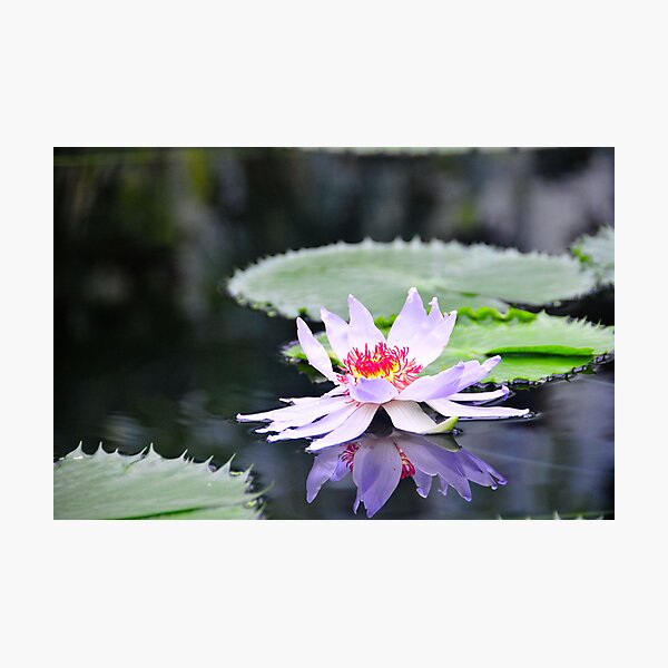 Item preview, Kew Gardens, 3 designed and sold by Pat Shawyer.