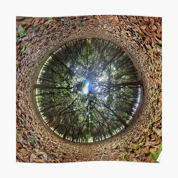 The Forest Poster