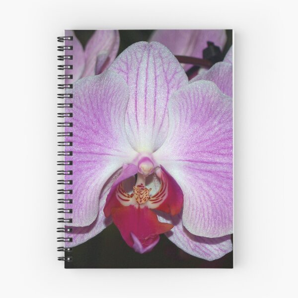 Item preview, The Orchid - Phal ‘Elegance’ designed and sold by Clive.