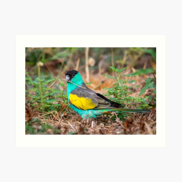 Hooded Parrot, Northern Territory Art Print