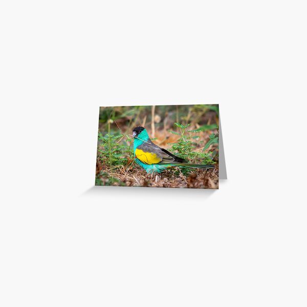 Hooded Parrot, Northern Territory Greeting Card