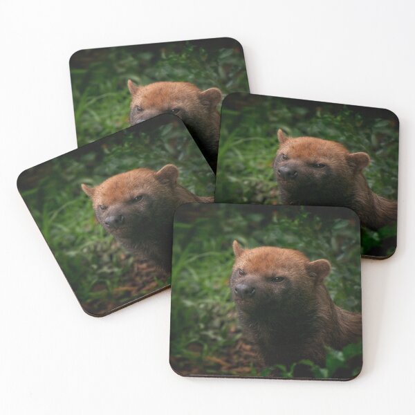 Item preview, Bush Dog designed and sold by rawshutterbug.