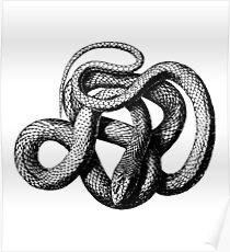 Snake Poster