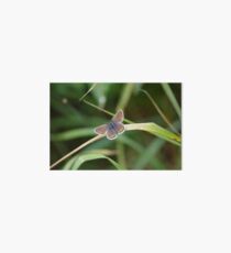 Brown Argus Butterfly Art Board