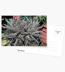 Postales Spikey Bromeliad
