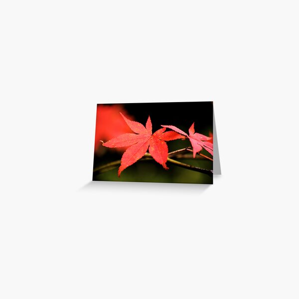 Autumn leaves I Greeting Card