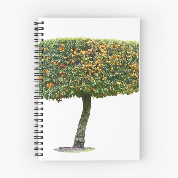 Artikelvorschau, Dekorativer Mandarinenbaum lokalisiert auf weißem Hintergrund entworfen und verkauft von svetlanna.